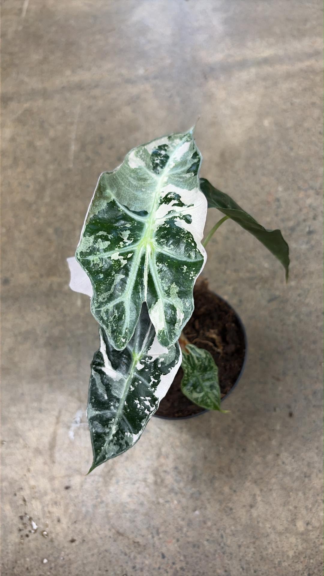 Alocasia Polly Pink Variegated #3