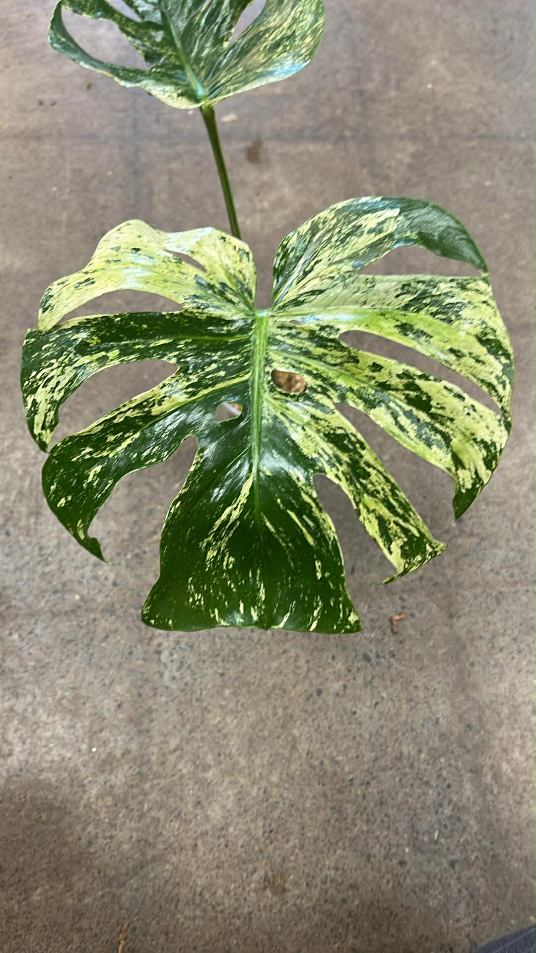 Monstera Siam Mint #1
