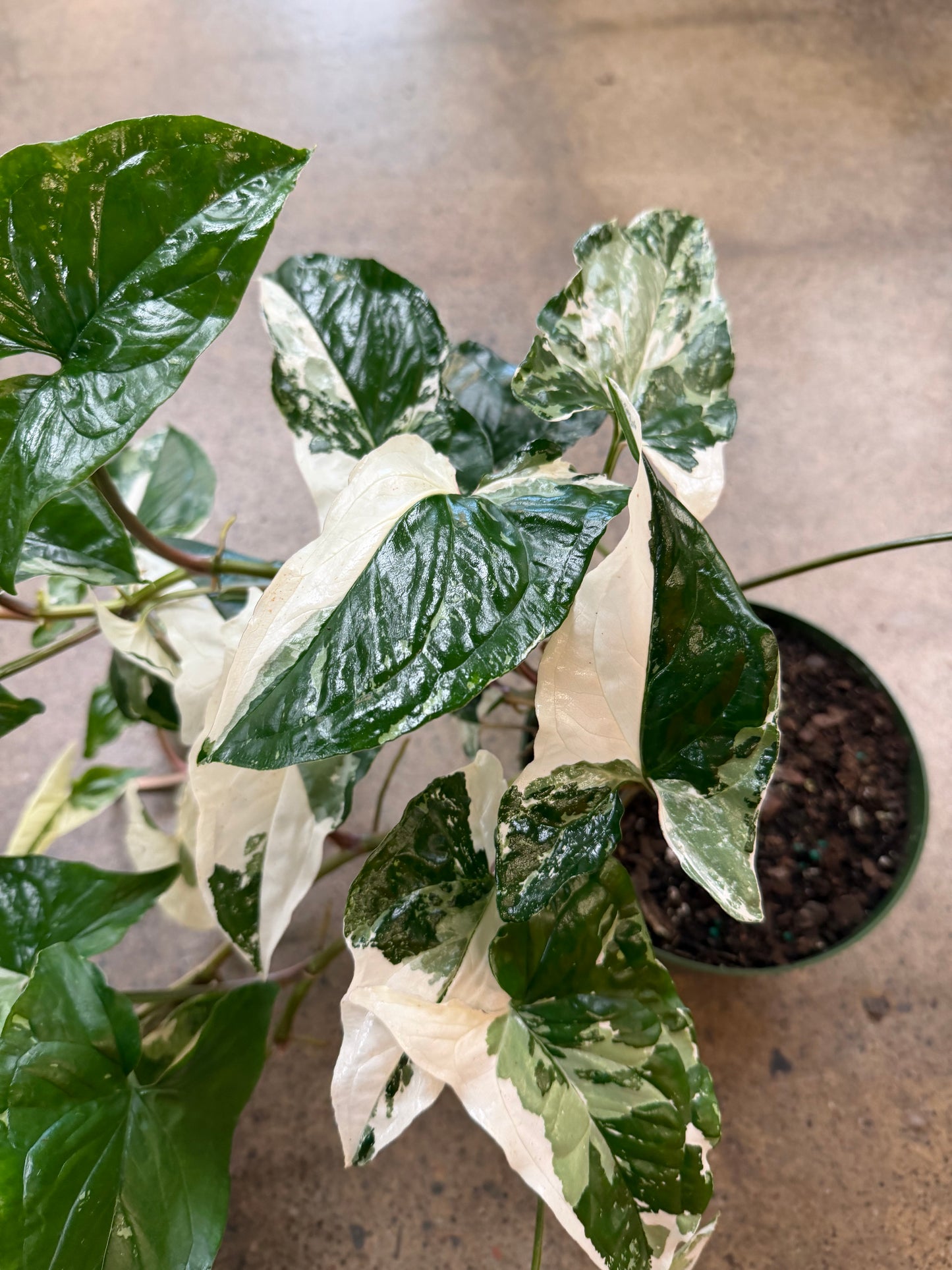 Syngonium Albo
