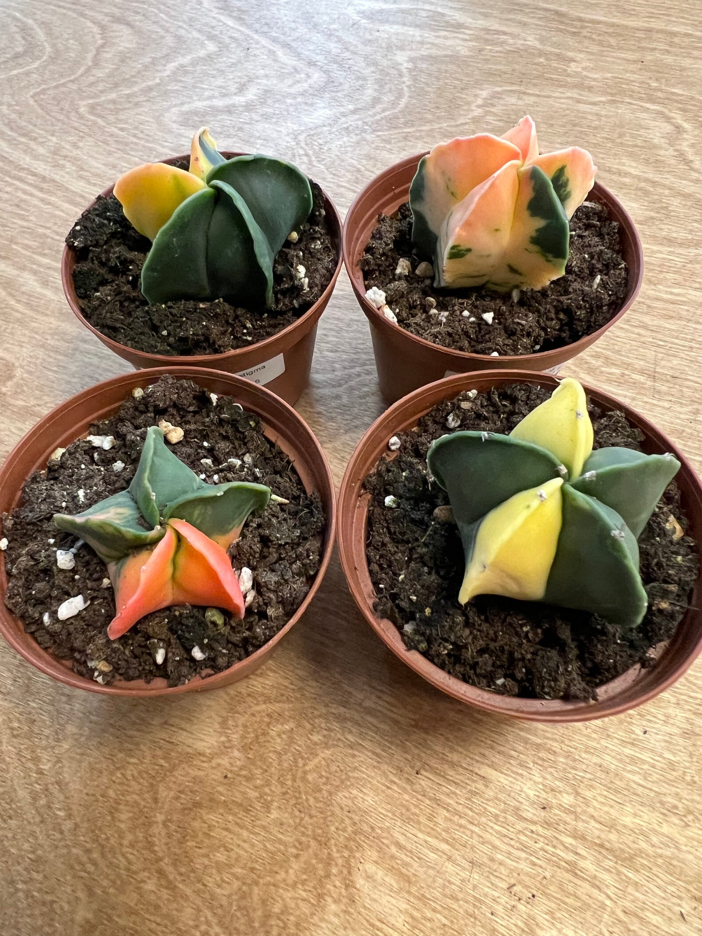 Astrophytum Myriostigma Variegated