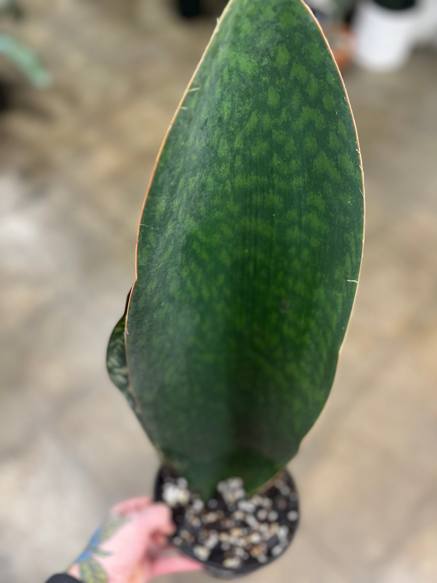 Sansevieria Whale Fin