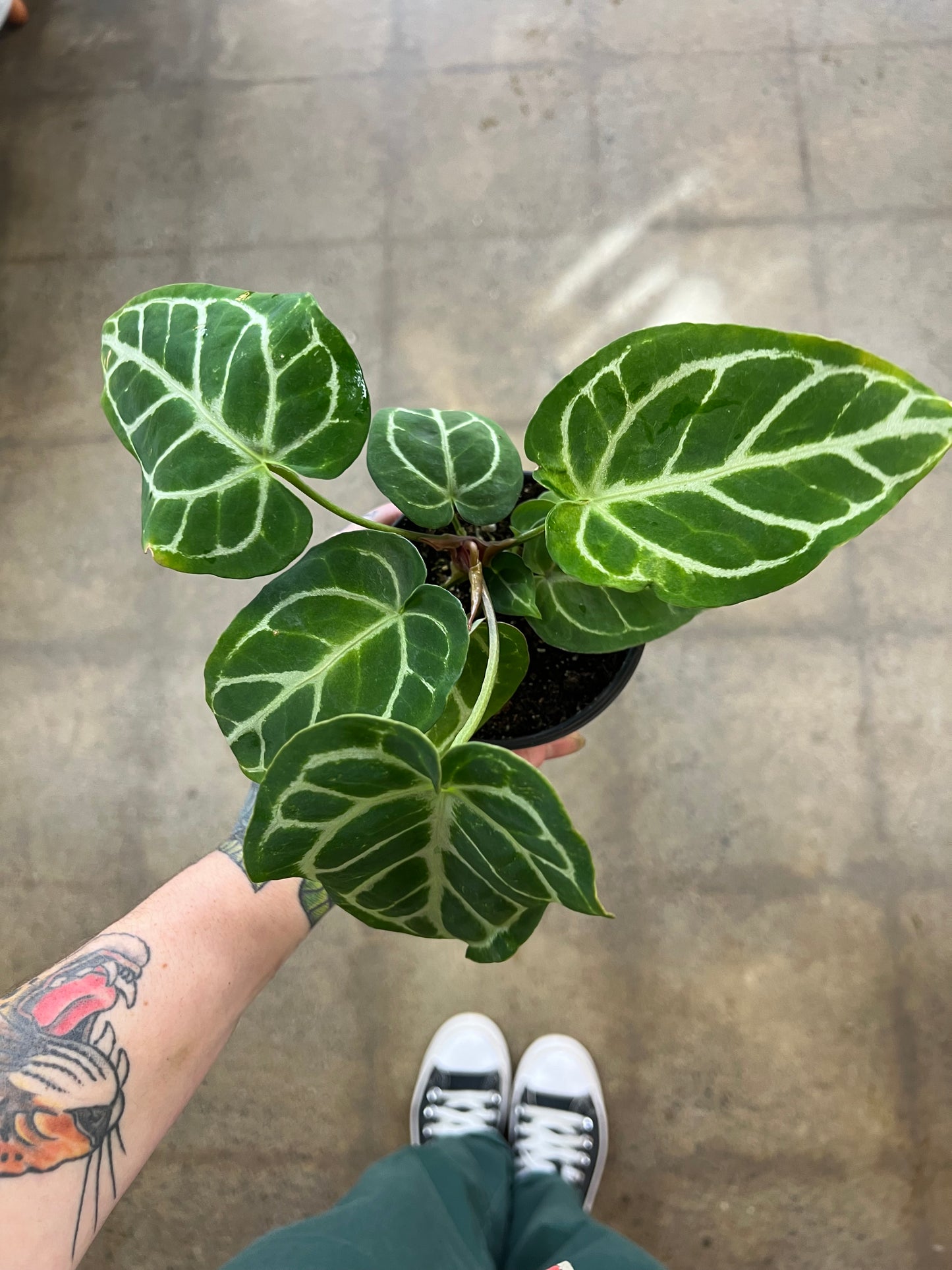 Anthurium Crystallinum Magnificum