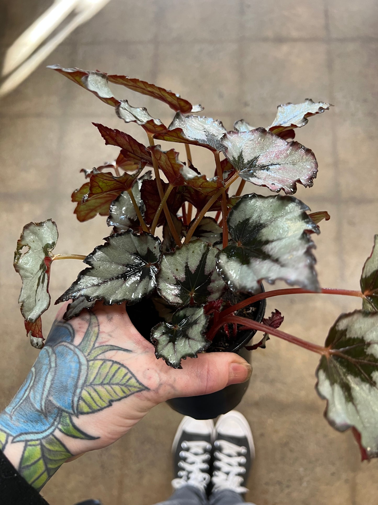 Begonia Foliage Rex