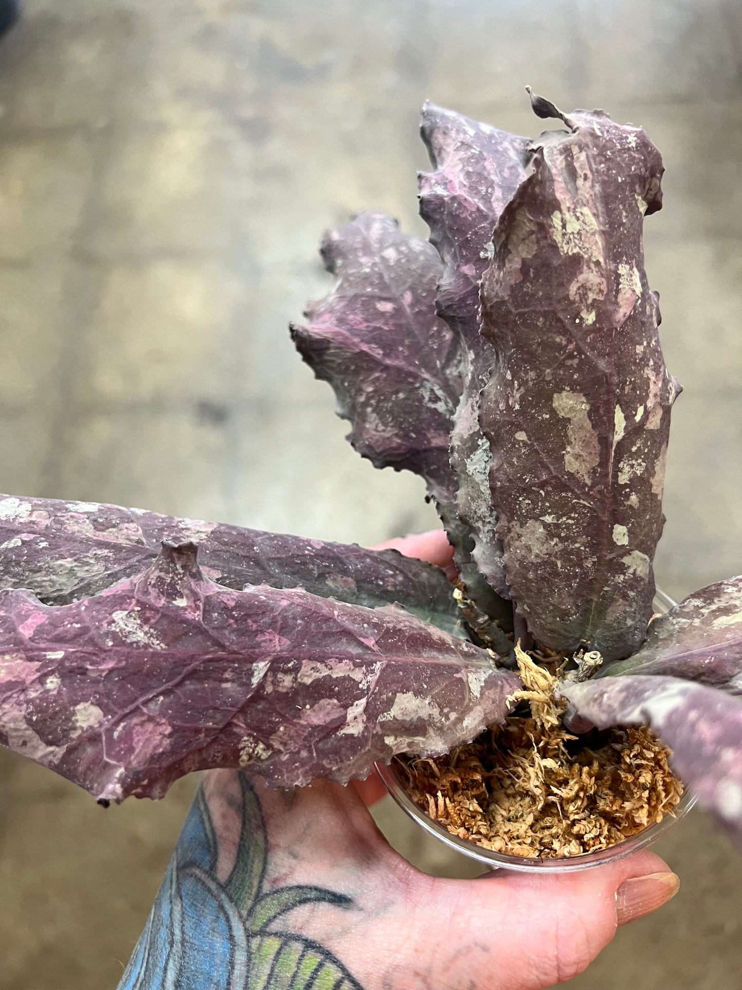 Hoya Undulata Red XXL #3