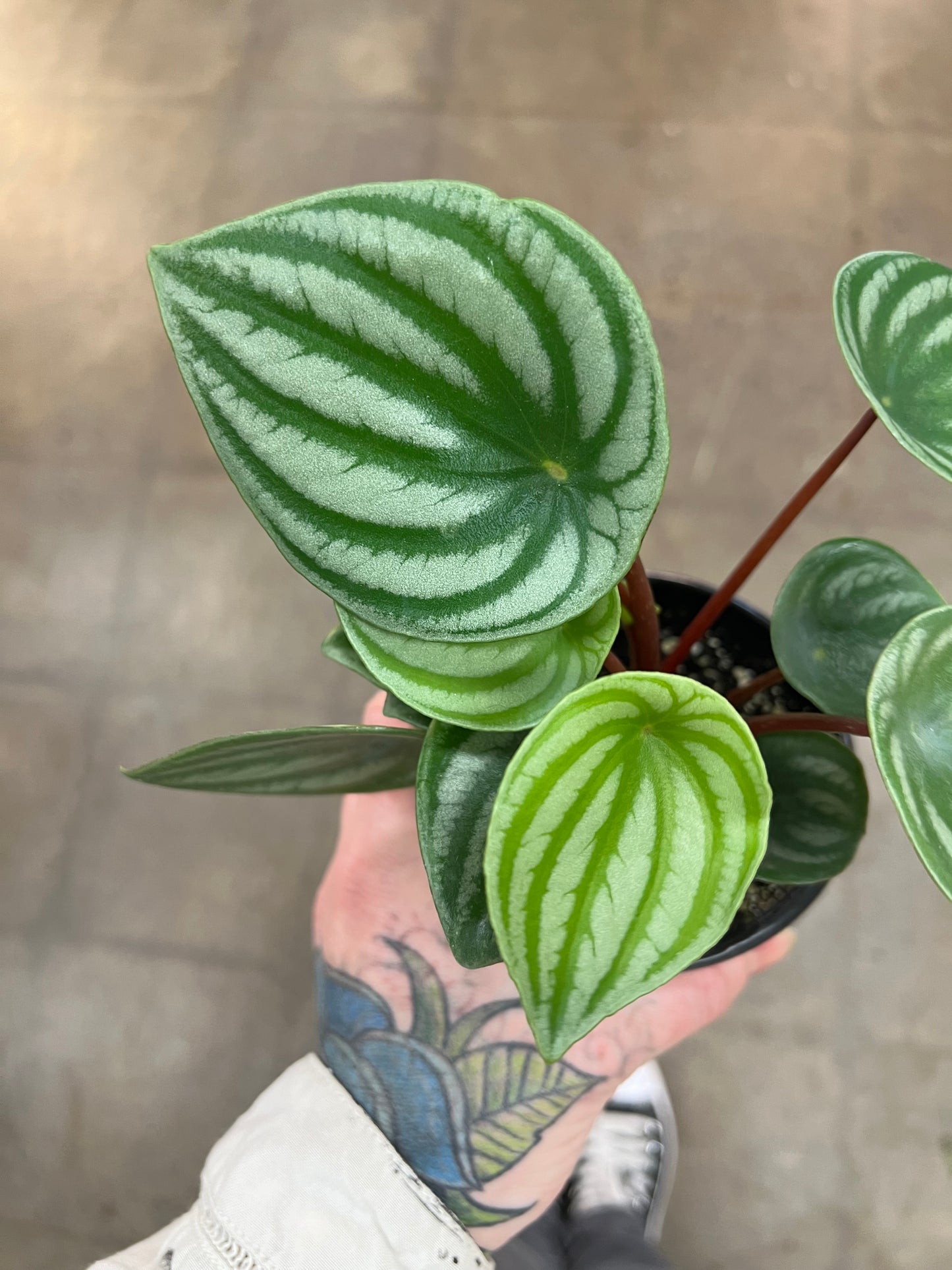 Peperomia Melon d'eau