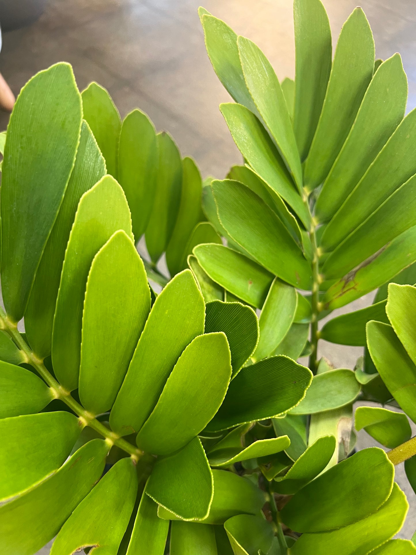 Zamia Furfuracea Cardboard Palm