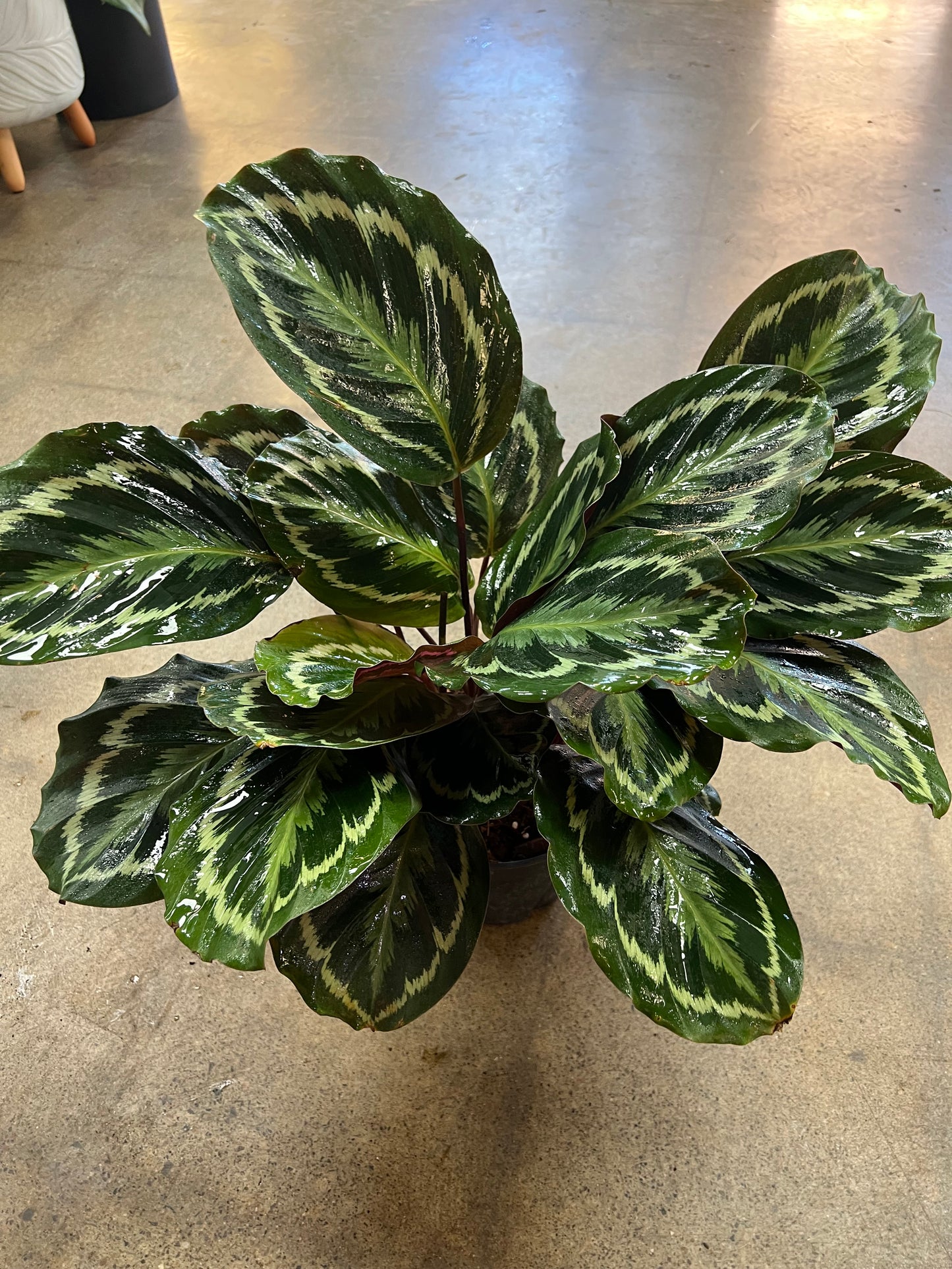 Calathea Medallion
