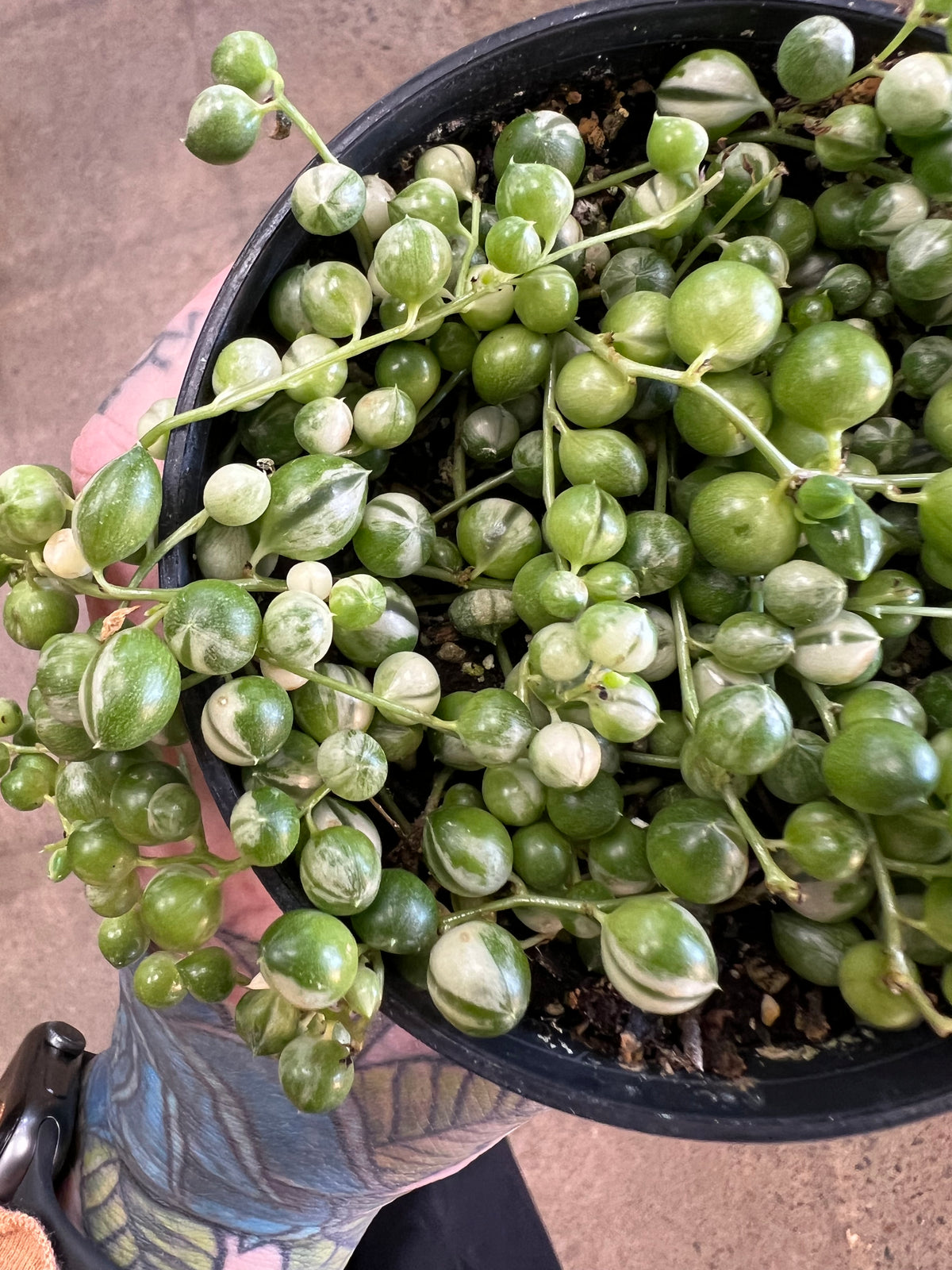 Variegated pearl chains