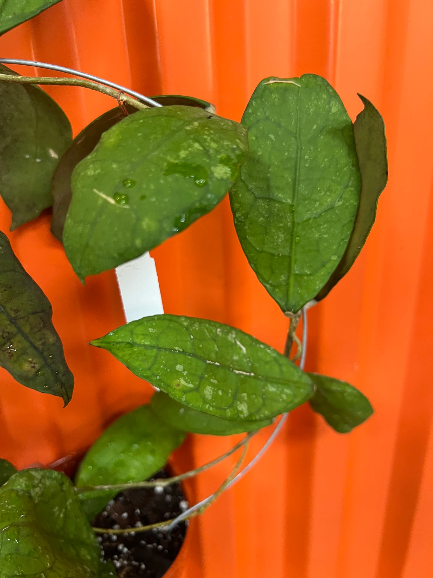 Hoya SP. Lata Iskandar