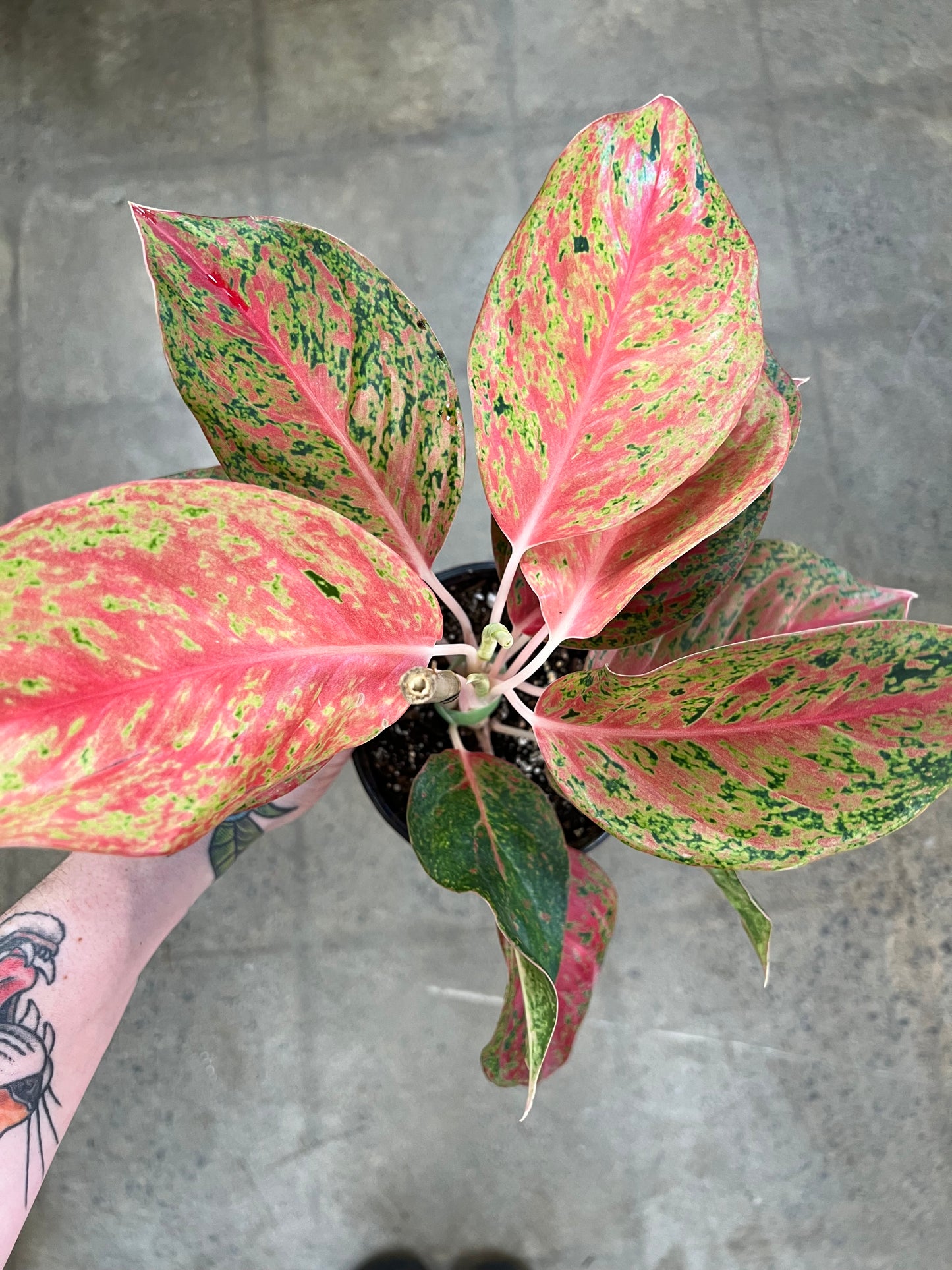 Aglaonema Red Moon