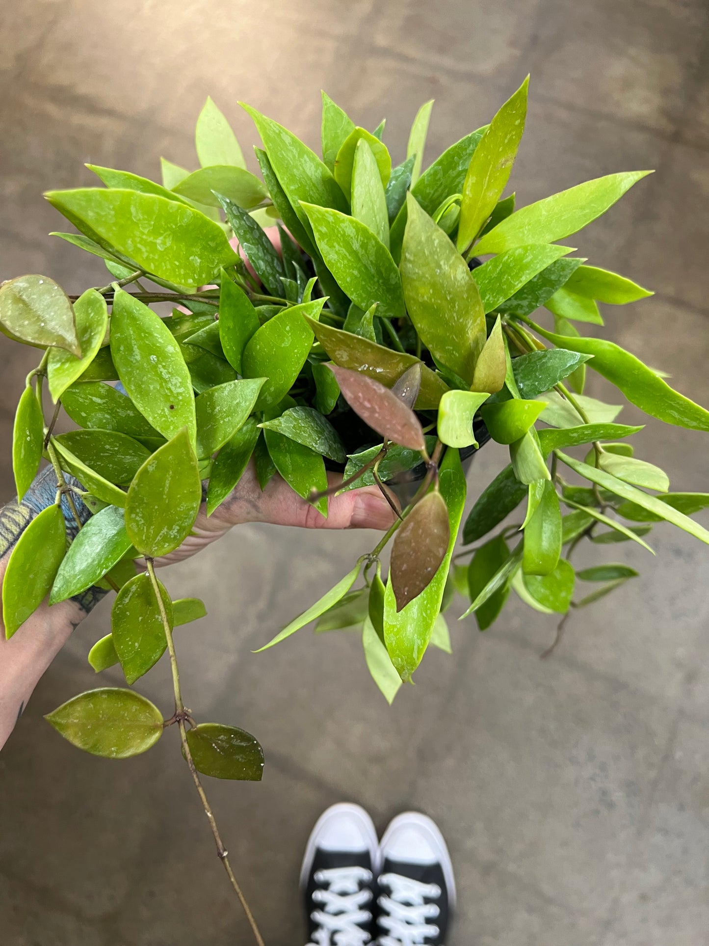 Hoya Gracilis