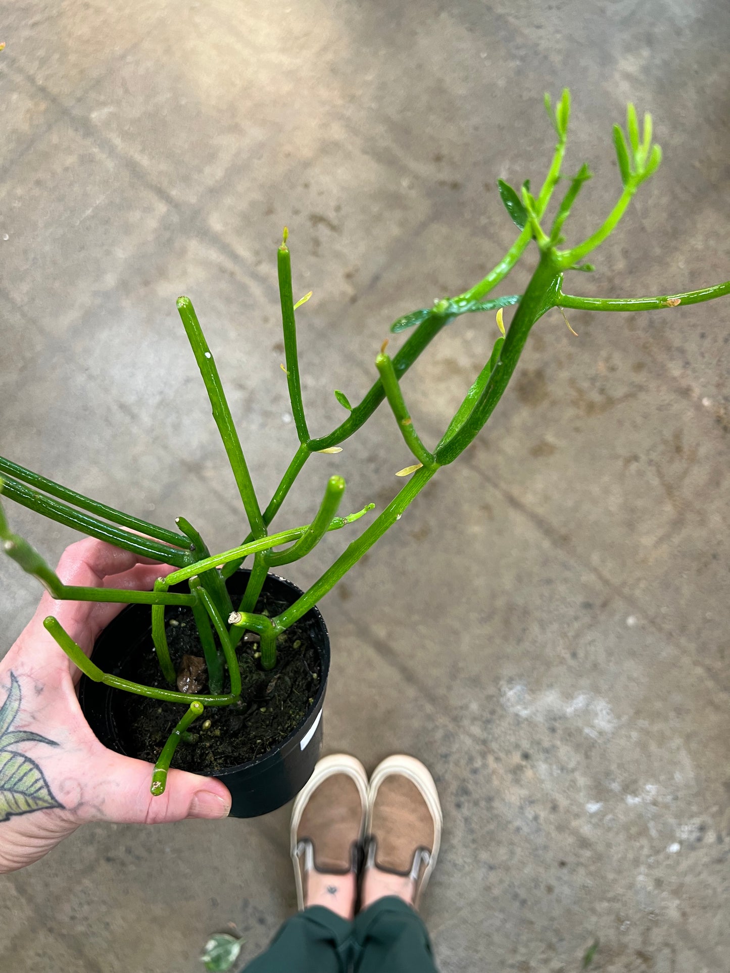 Euphorbia tirucalli Cactus Crayon