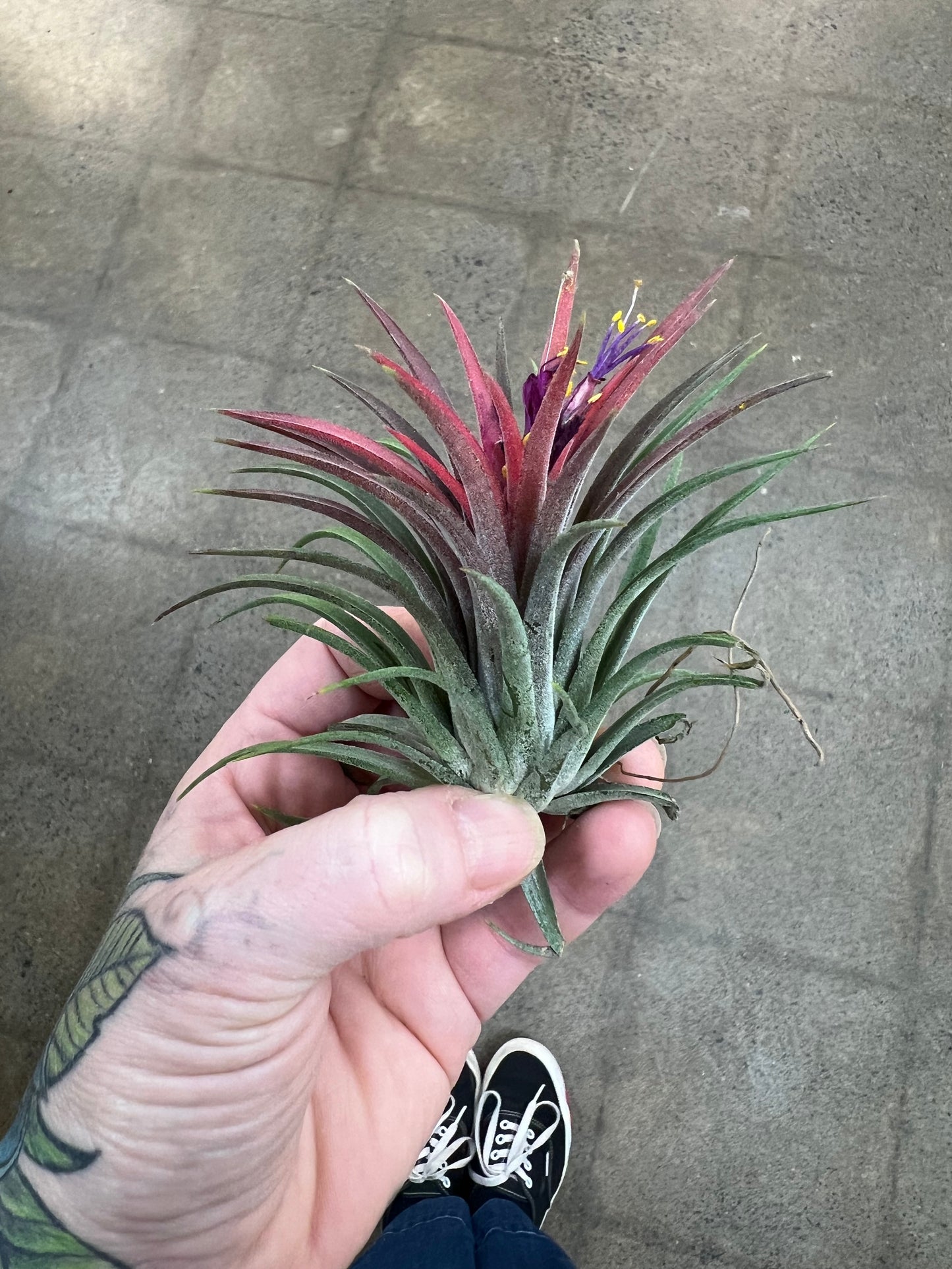 Tillandsia Ionantha Fuego