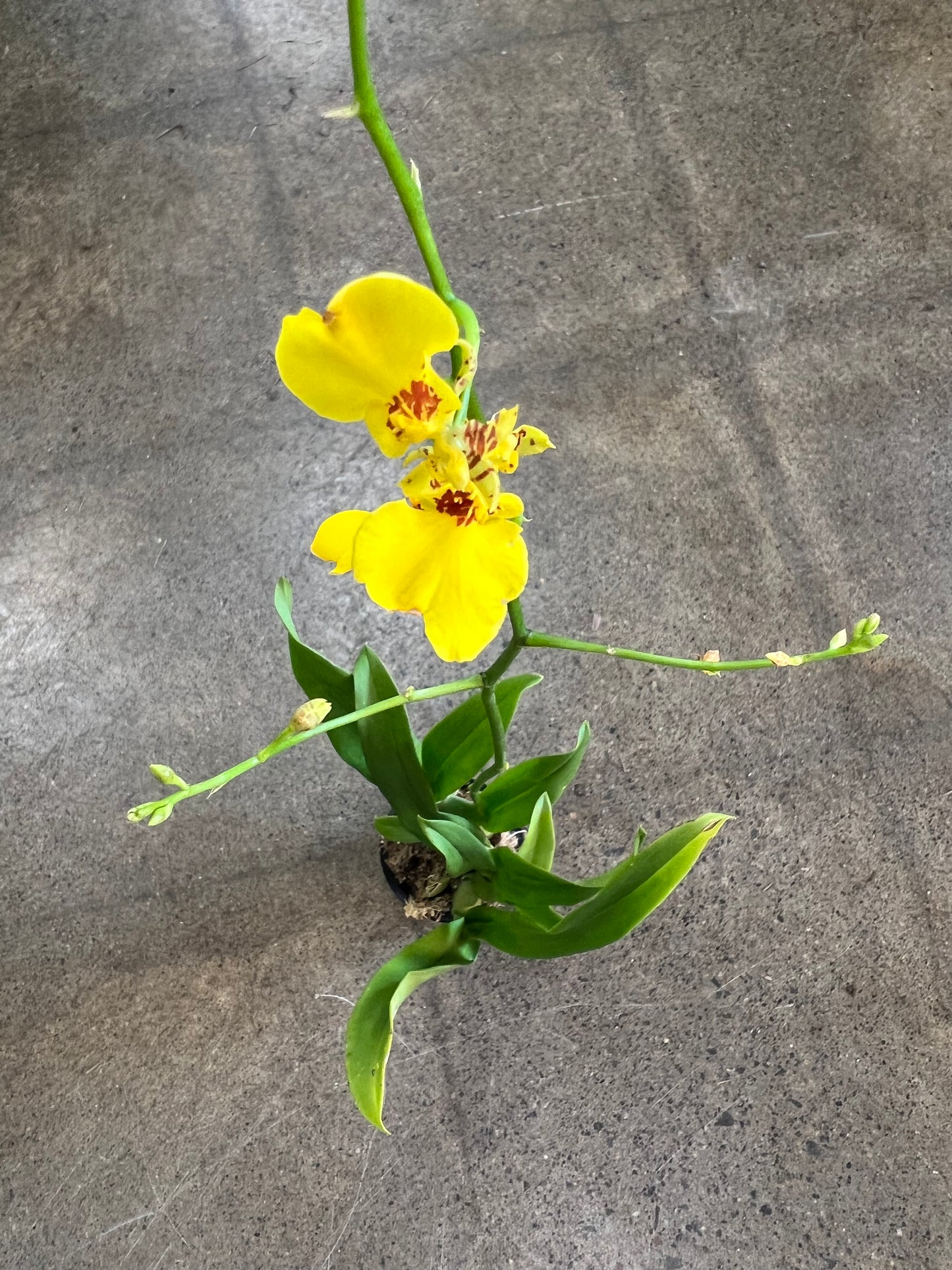 Orchidée Oncidium