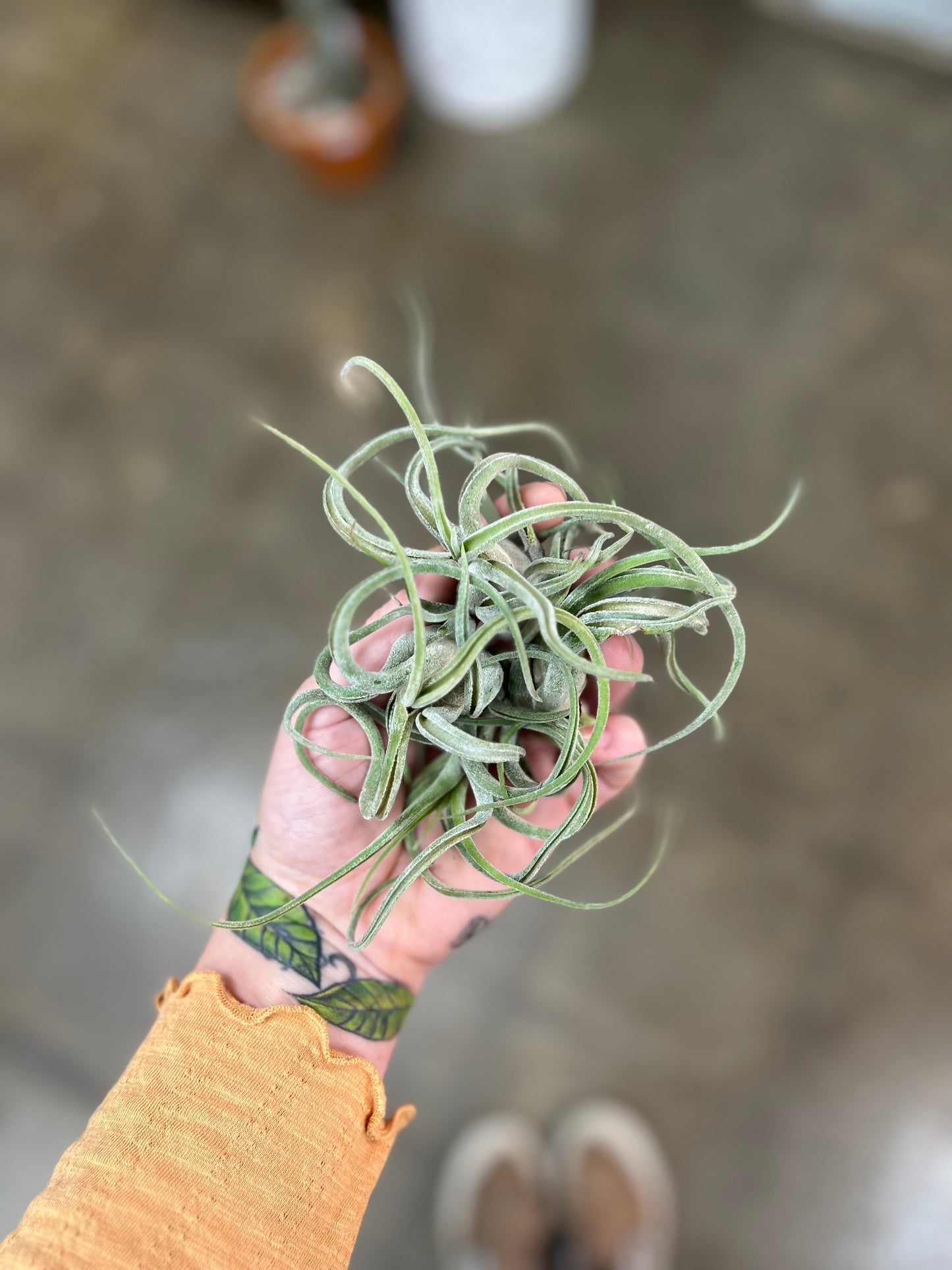 Tillandsia Asst