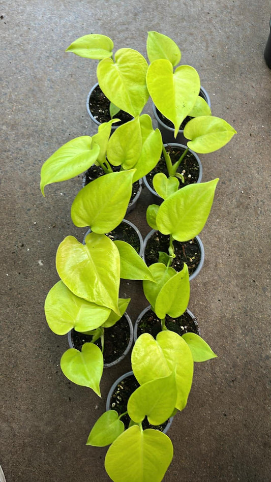 Monstera Super Golden