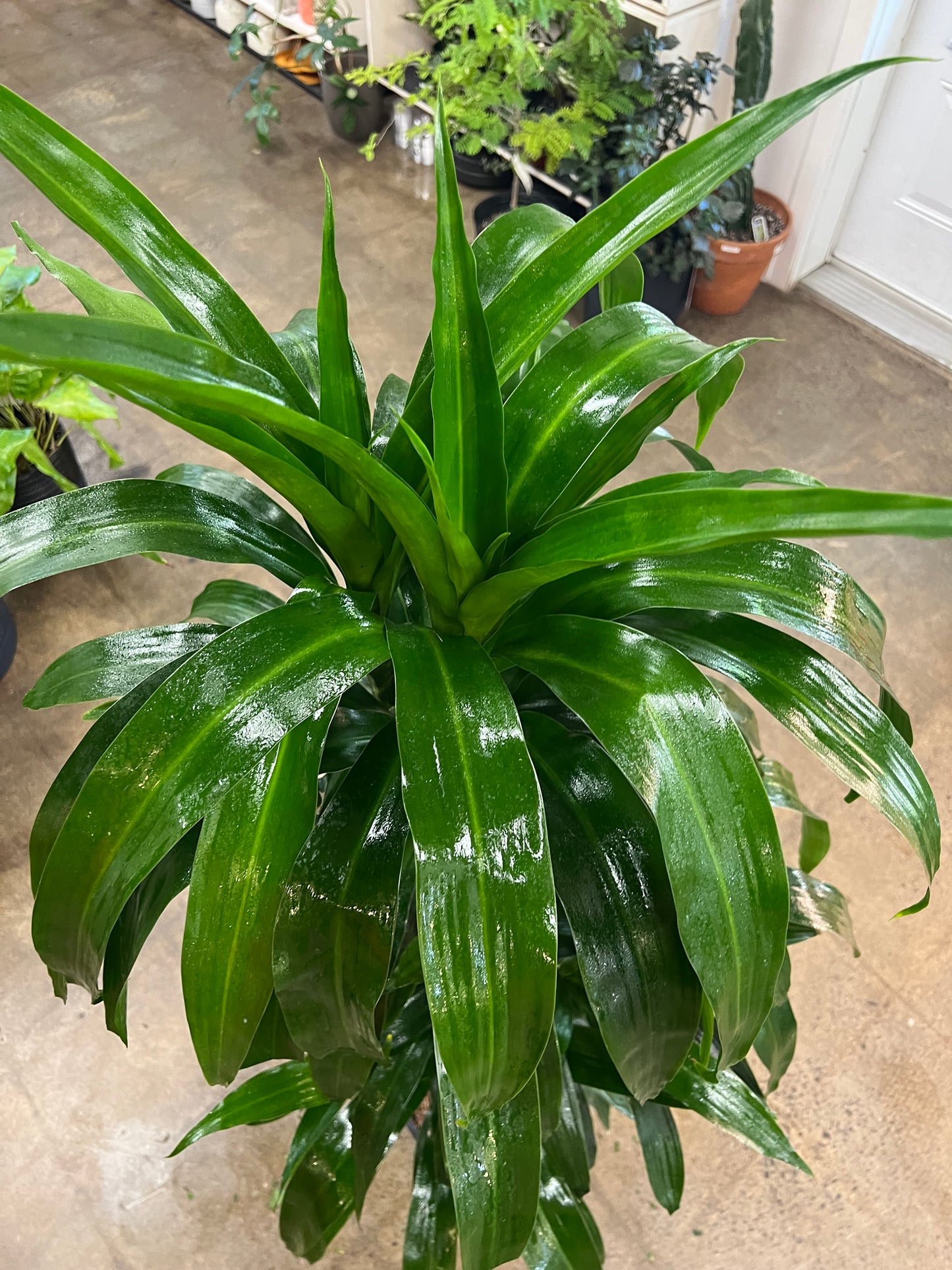 Dracaena Janet Craig Lisa Cane 3'2'1'