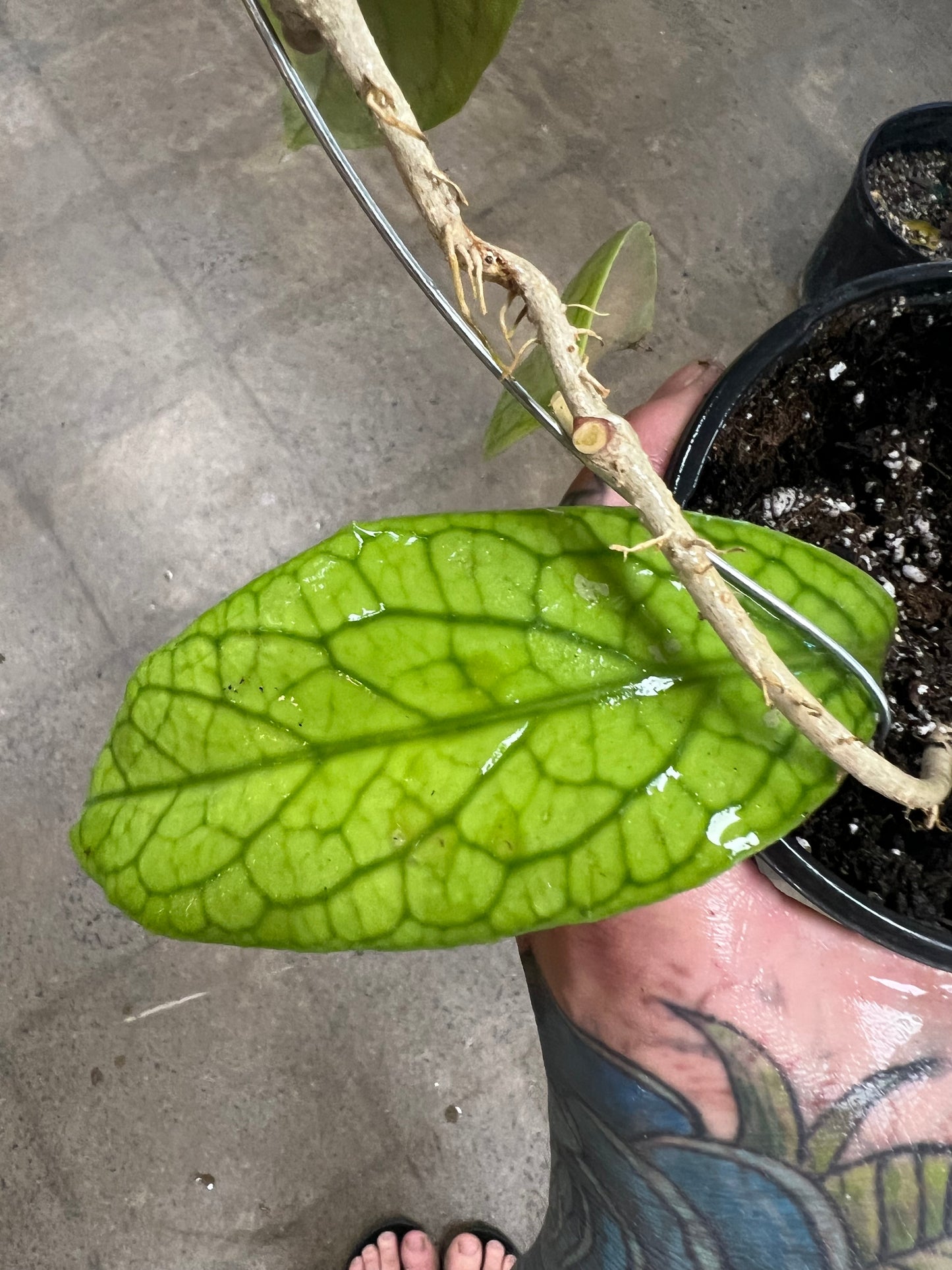 Hoya Vitellinoides