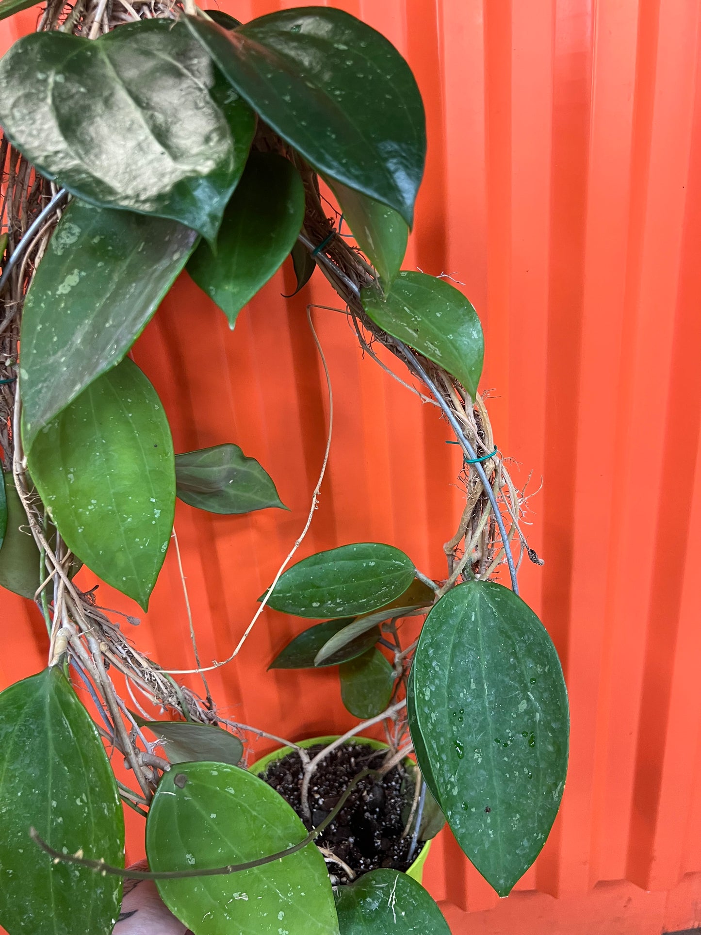 Hoya Macrophylla Snow Queen