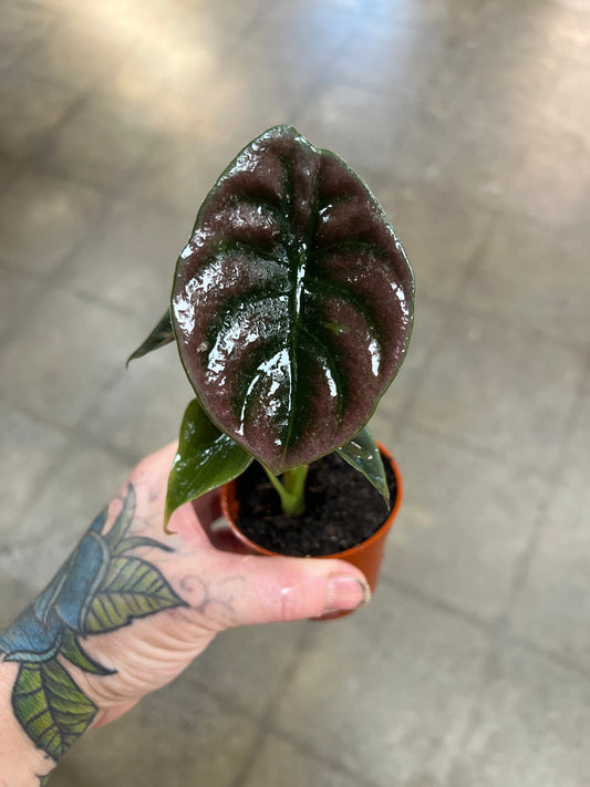 Alocasia Cuprea