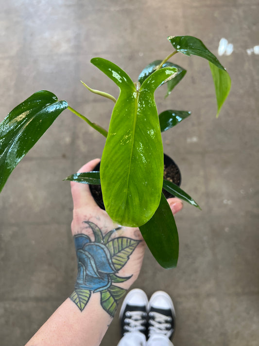 Philodendron Bette Waterbury