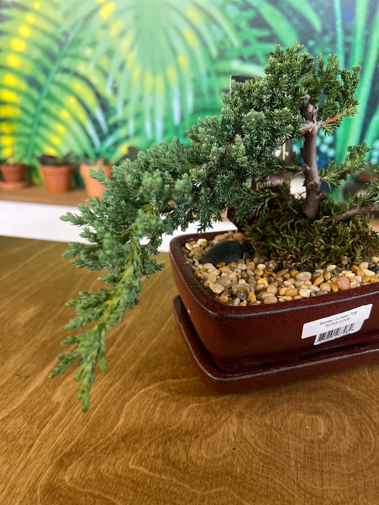 Bonsaï Juniper