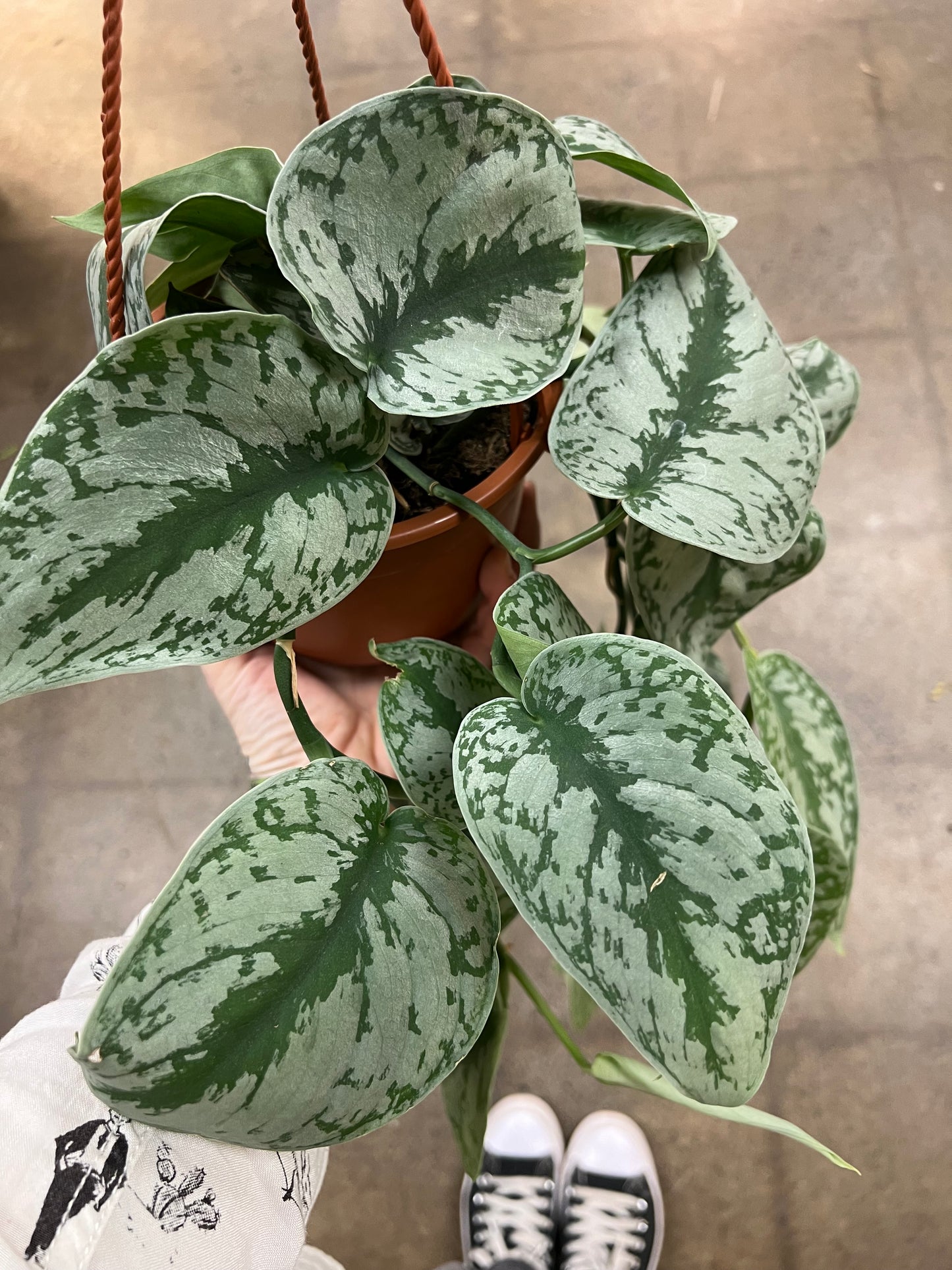 Scindapsus Silver Satin