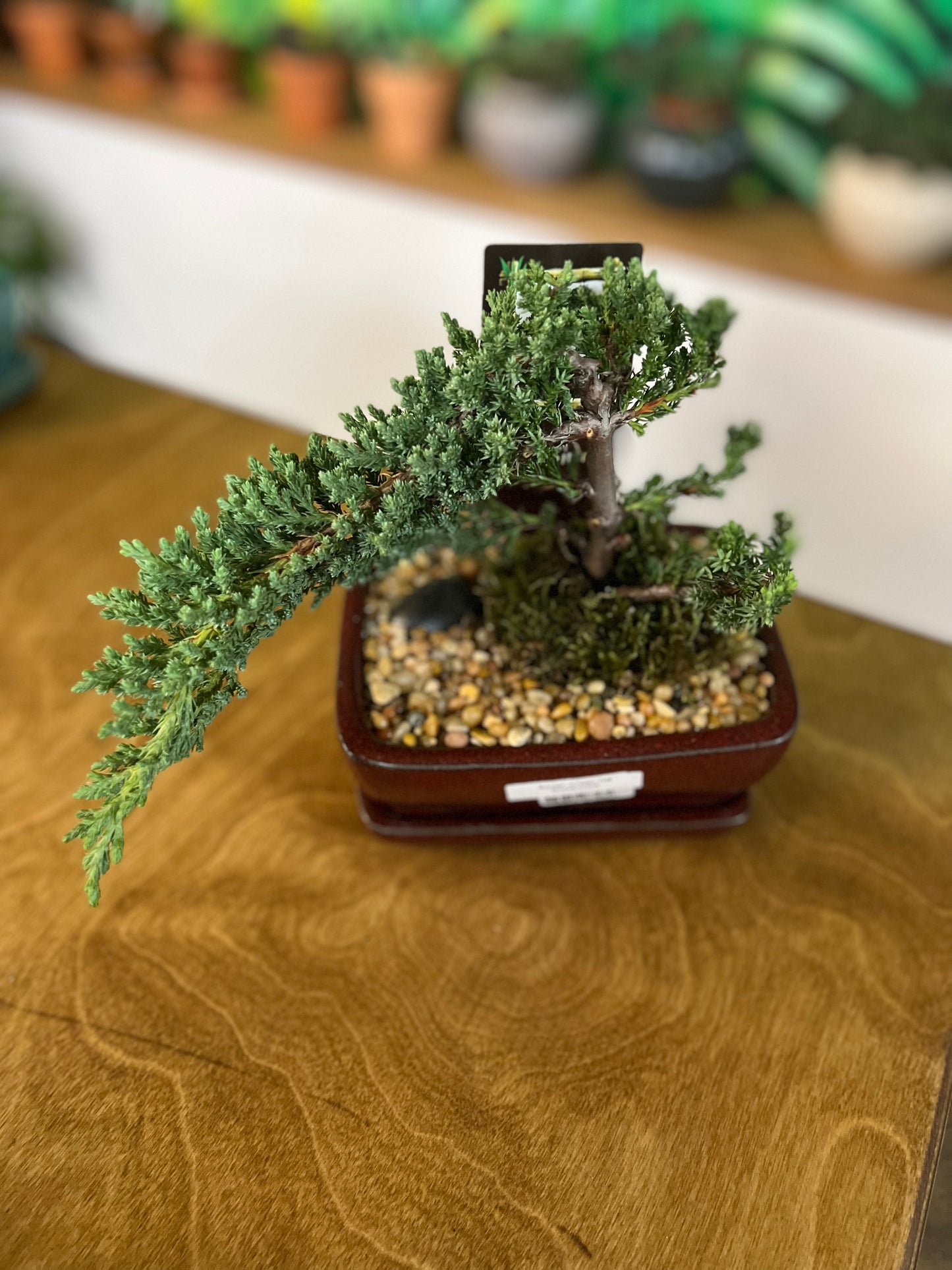 Bonsaï Juniper