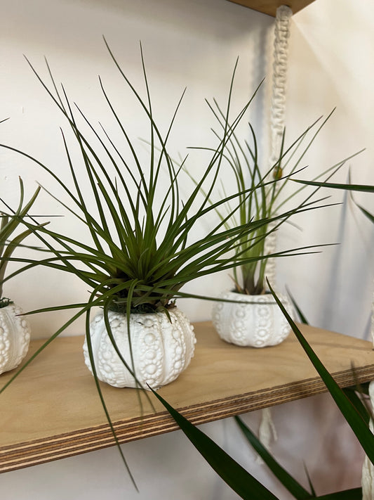 Arrangement Tillandsia