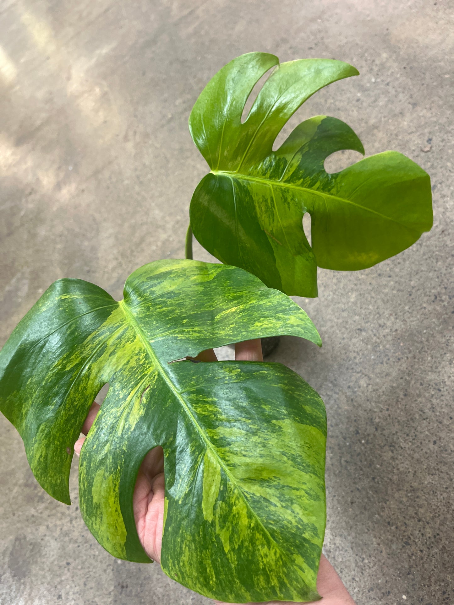 Monstera Green On green