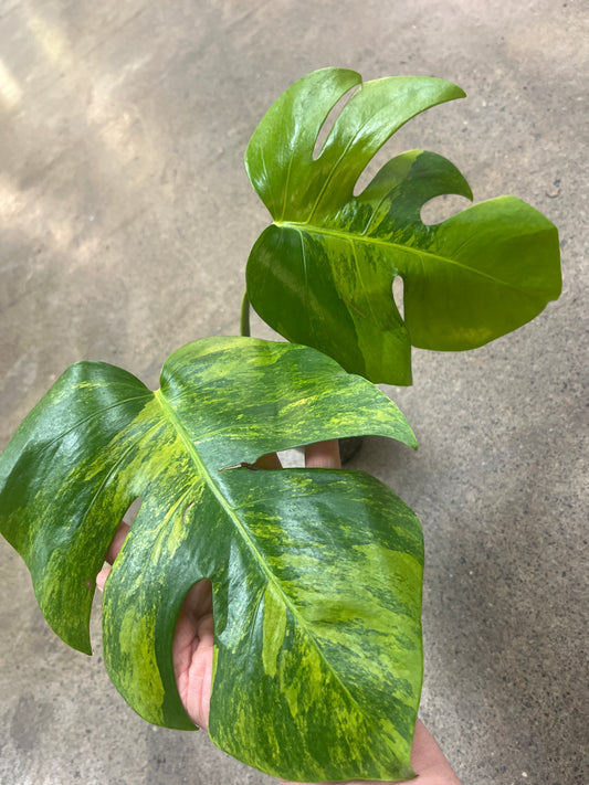 Monstera Green On green