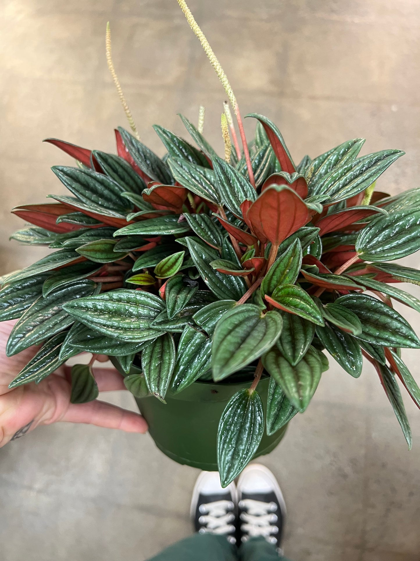 Peperomia Rosso