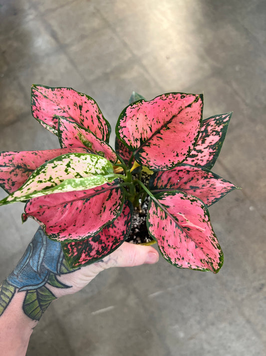 Aglaonema Pink Komkom