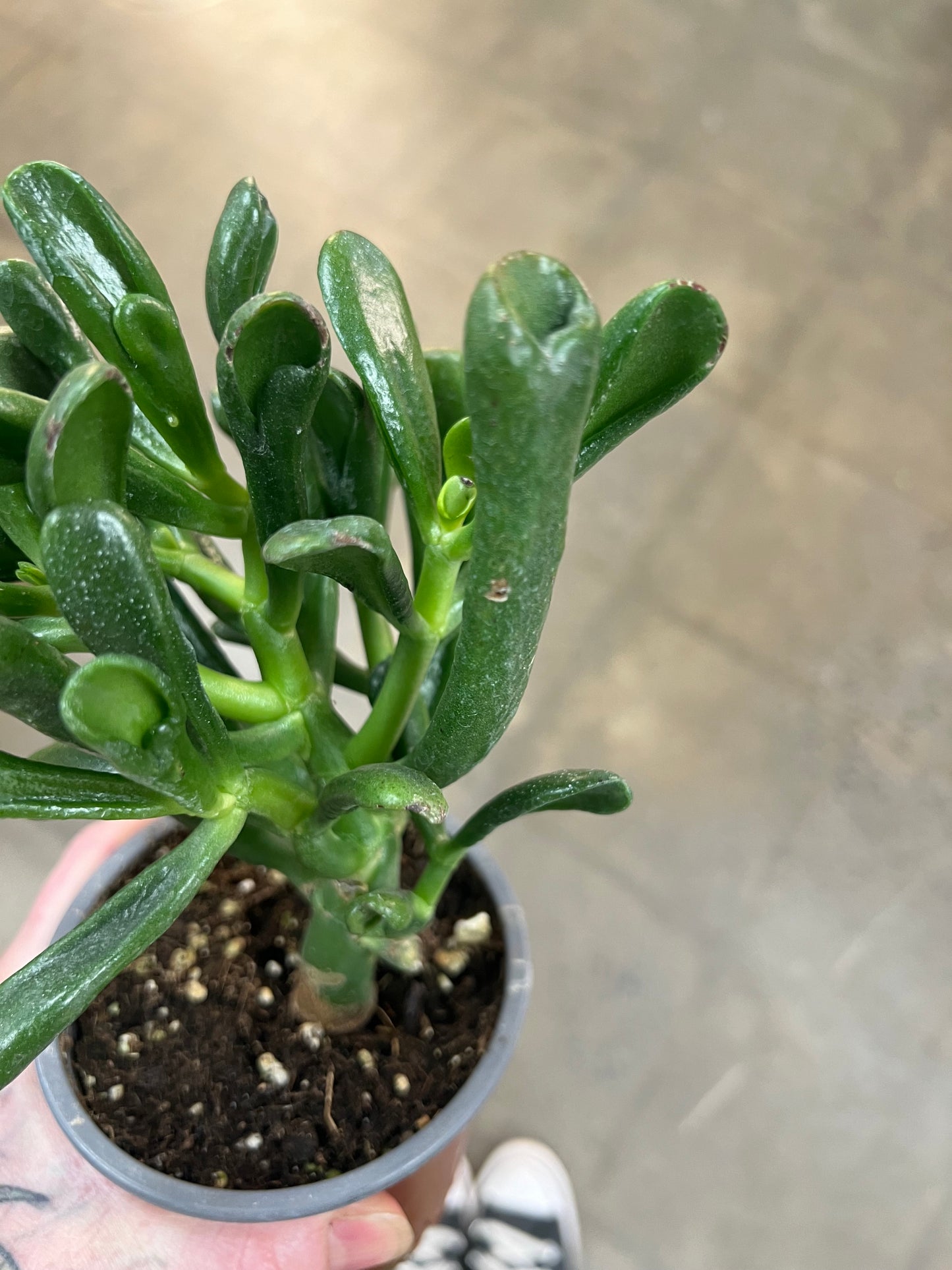 Crassula Hobbit