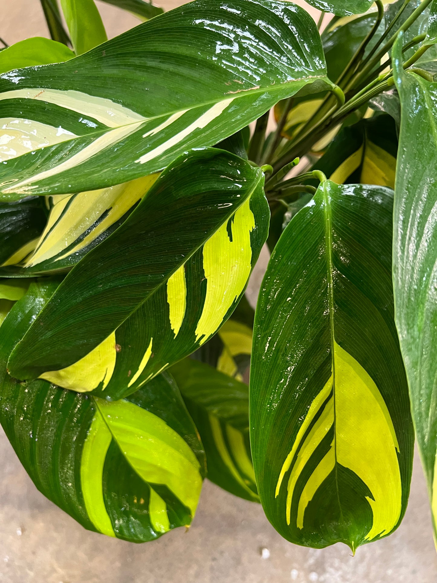 Ctenanthe Lubbersii