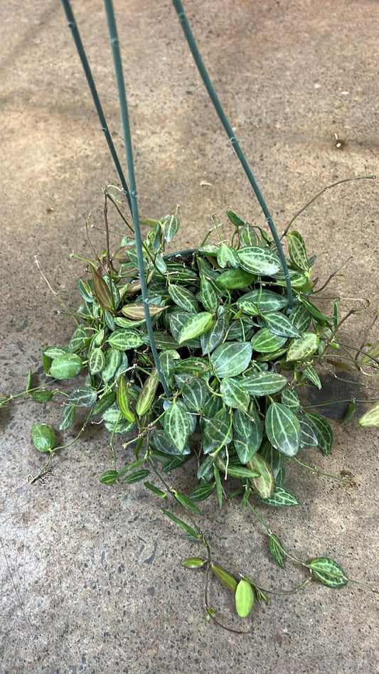 Dischidia Ovata