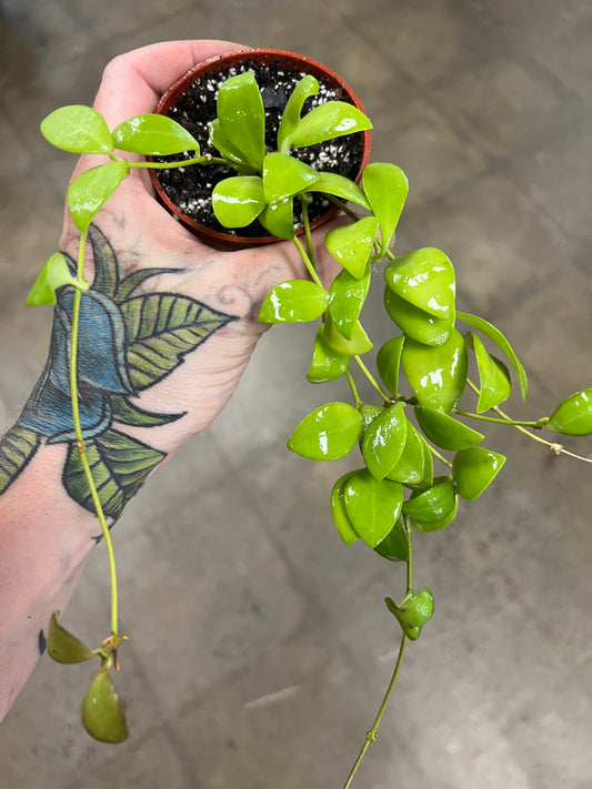 Hoya Nummularioides