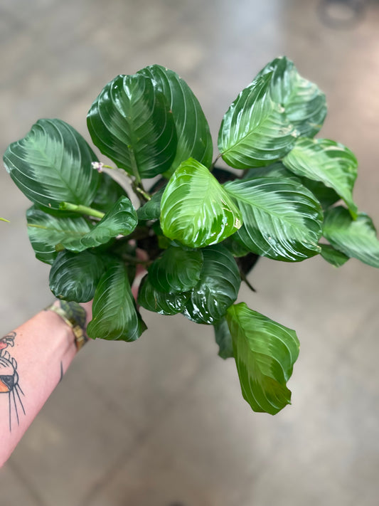 Maranta Silver Band