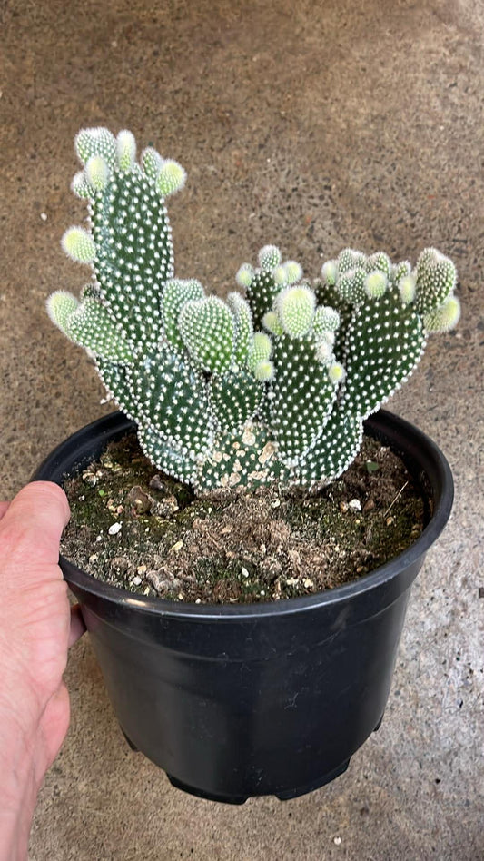 Opuntia Microdasys Albispina