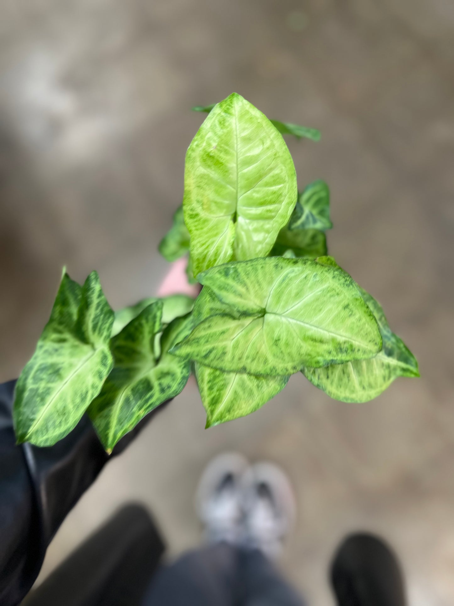 Syngonium White Butterfly