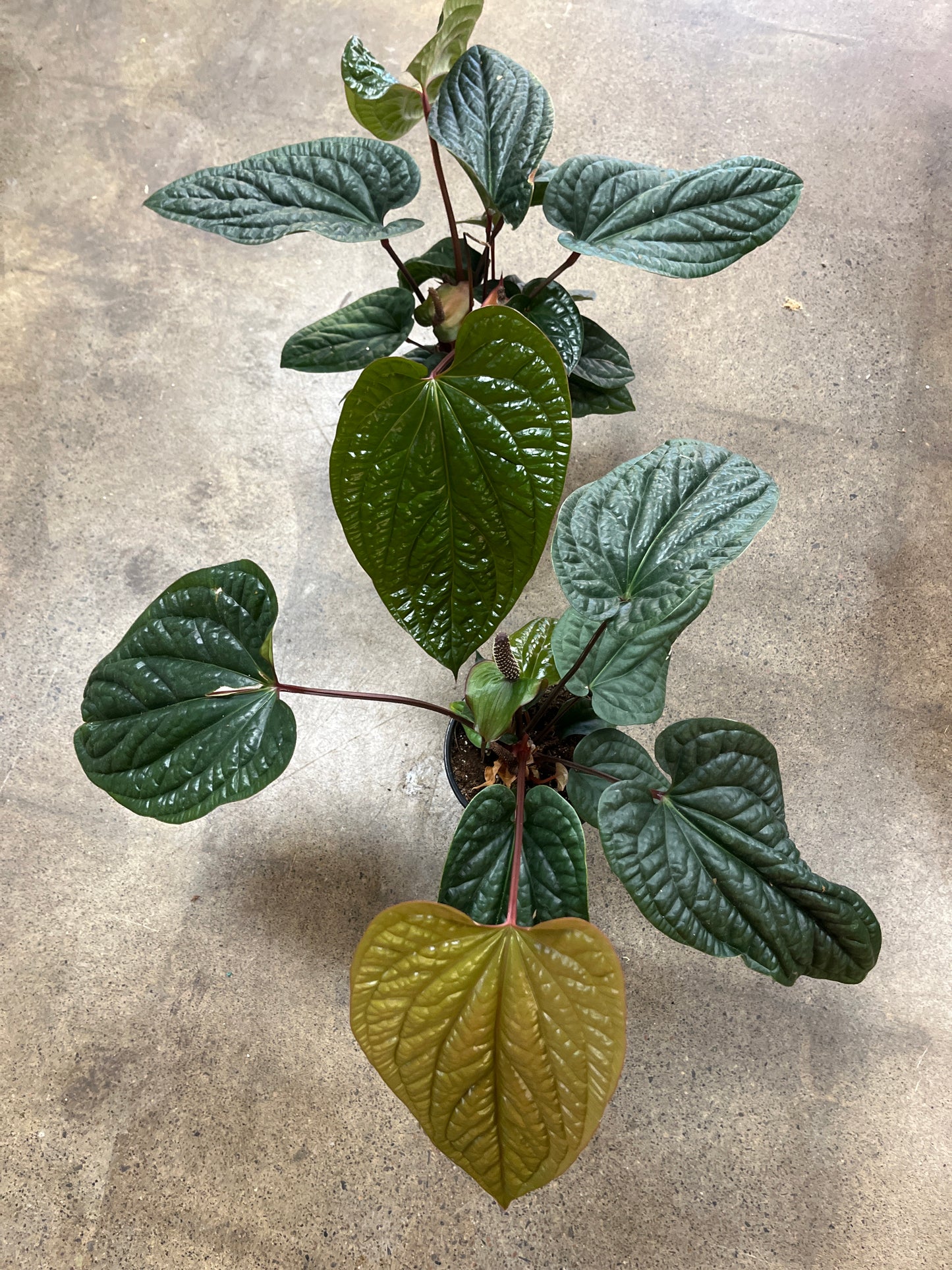 Anthurium Radicans Luxurians