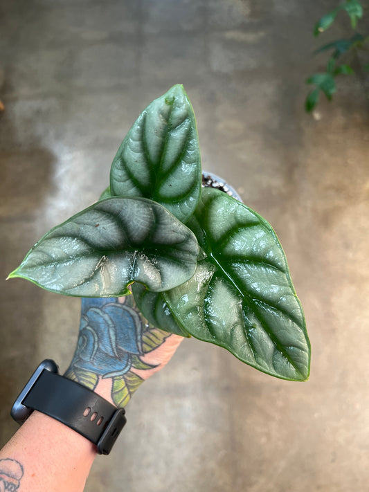 Alocasia Silver Dragon