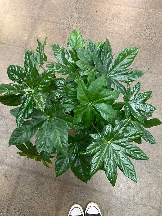 Fatsia Japonica