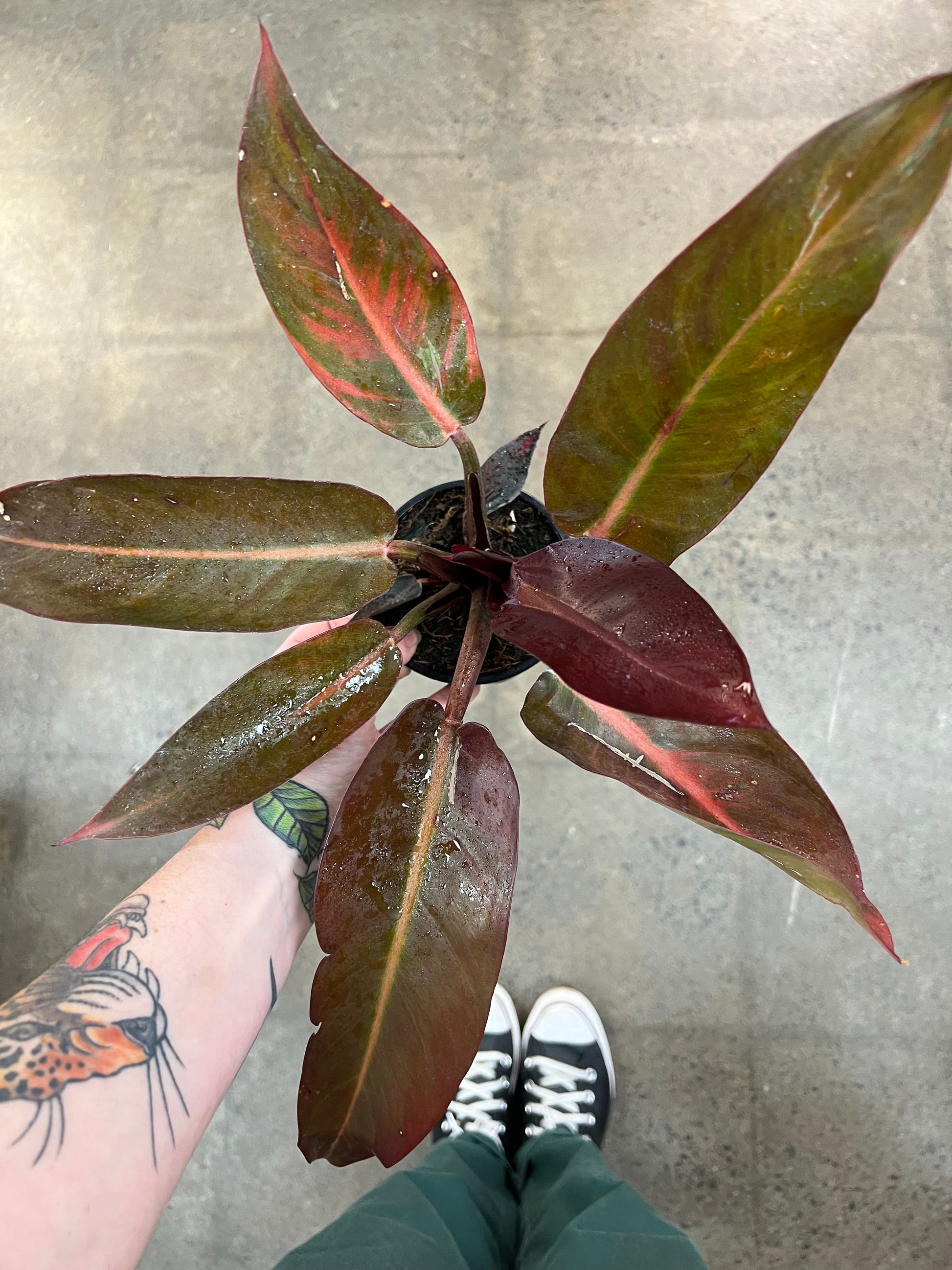 full grown philodendron sun red Philodendron Sun Red – jungleroseinc