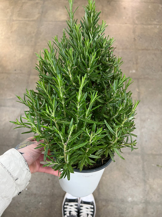 Rosemary Tree