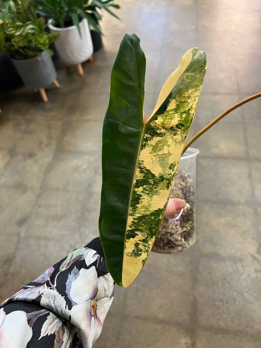 Philodendron Billietiae Variegata