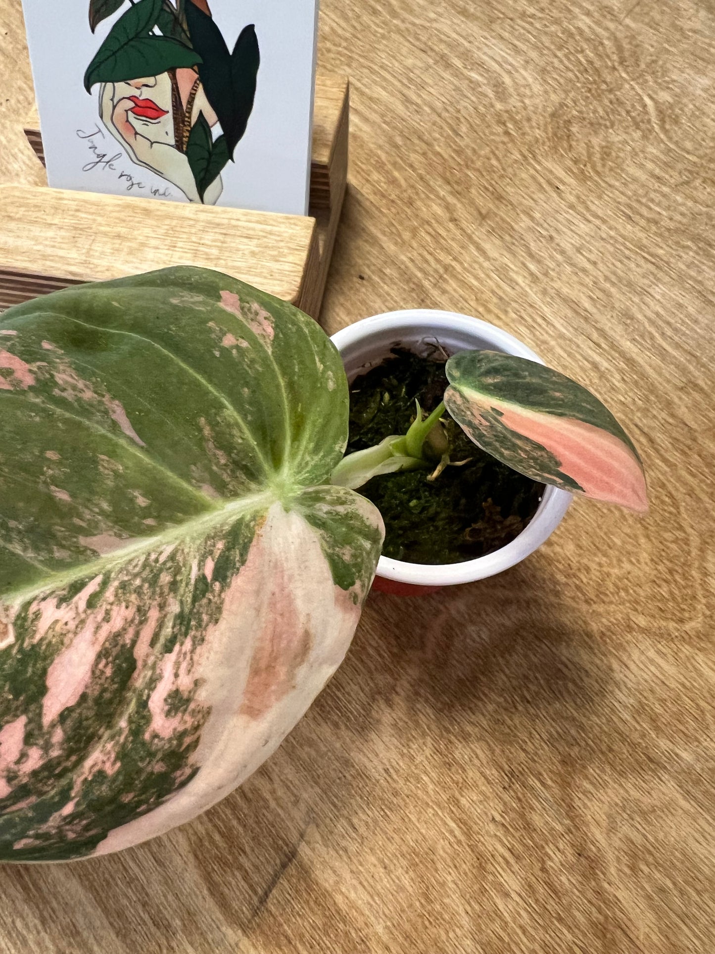 Philodendron Melanochrysum Bonfire Orange #4