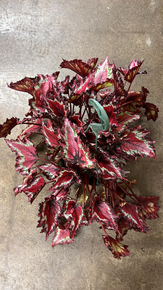 Bégonia Harmony's Red Star