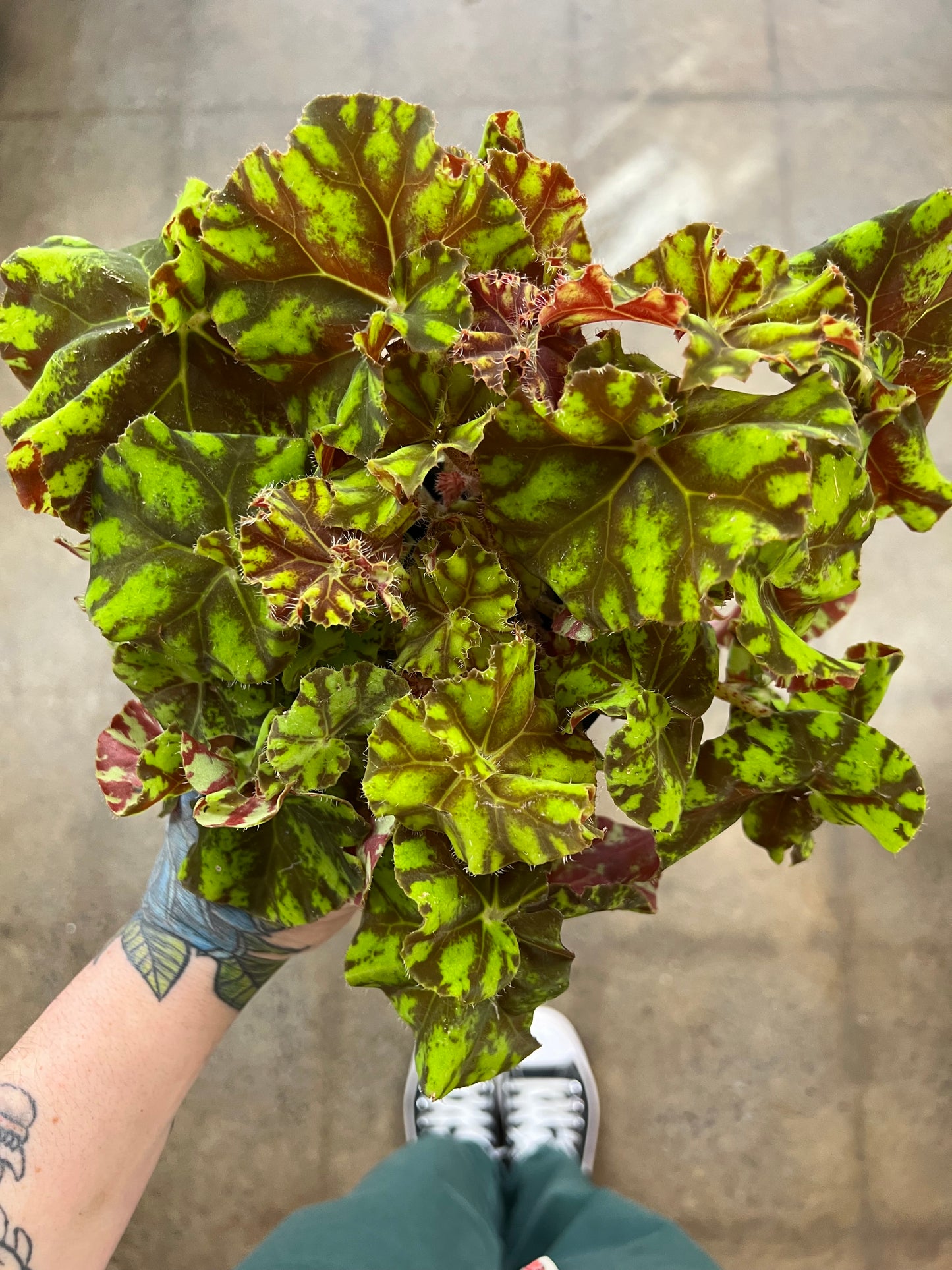 Begonia Foliage Rex