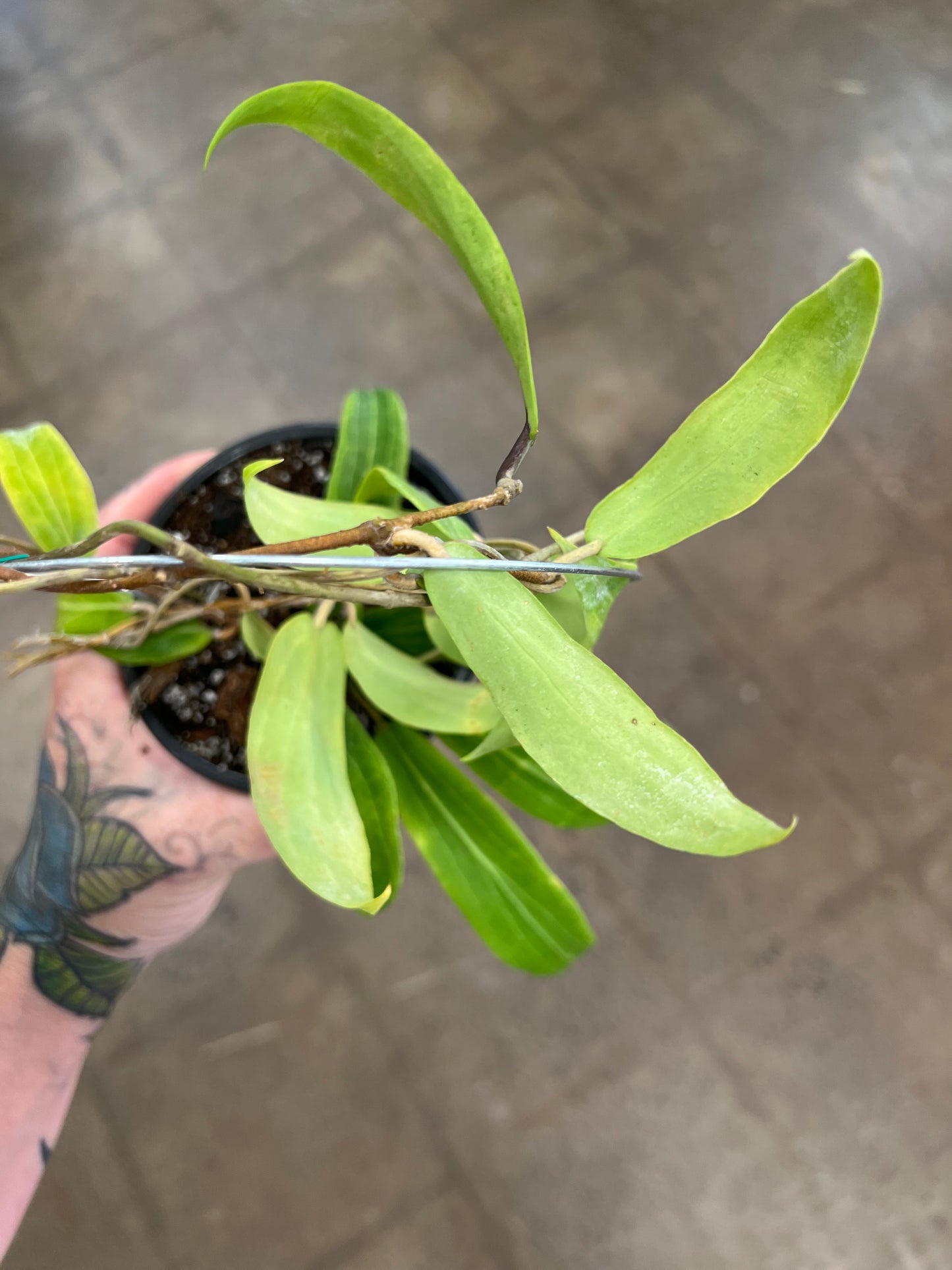 Hoya Blashernaezii SSP Valmayoriana